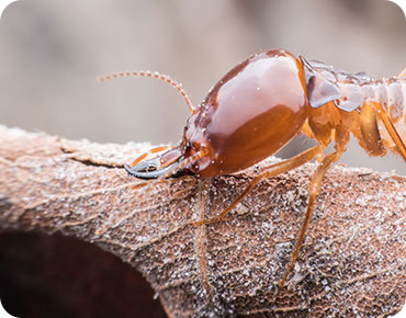 Urbane Pest technician performing an inspection in a residential kitchen.