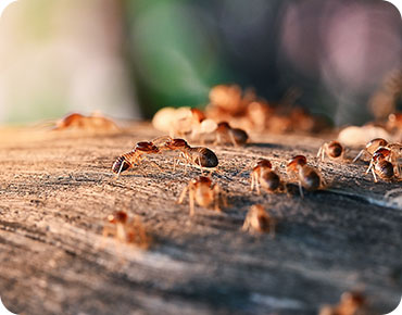 Team of Urbane Pest professionals ready for a commercial pest control service.